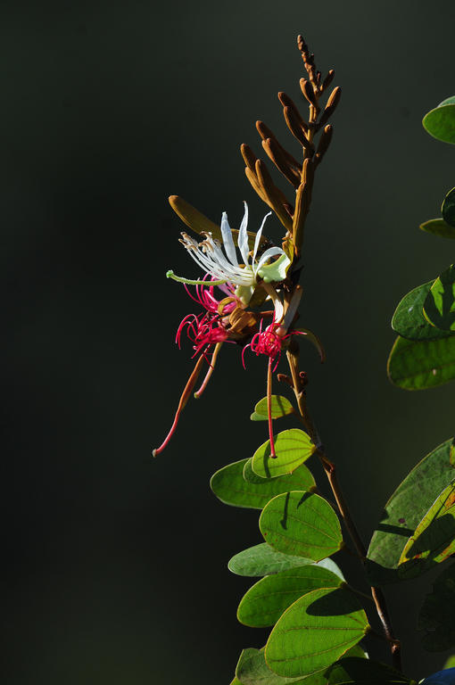 Pousada Do Parque Chapada dos Guimarães Zewnętrze zdjęcie
